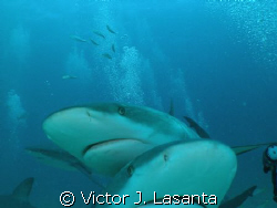 two for you!!!!close to the camera in feeding in the shar... by Victor J. Lasanta 
